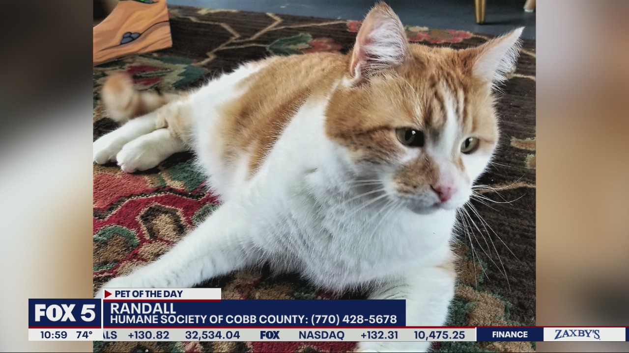 Pet of the Day from the Humane Society of Cobb County