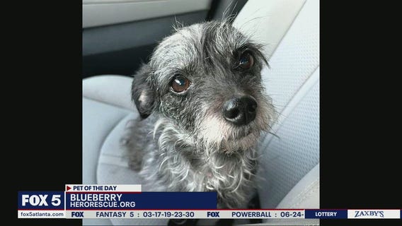 Pet of the Day from Hero Dog Rescue