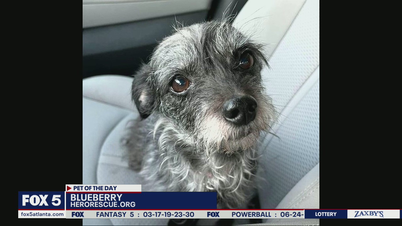 Pet of the Day from Hero Dog Rescue