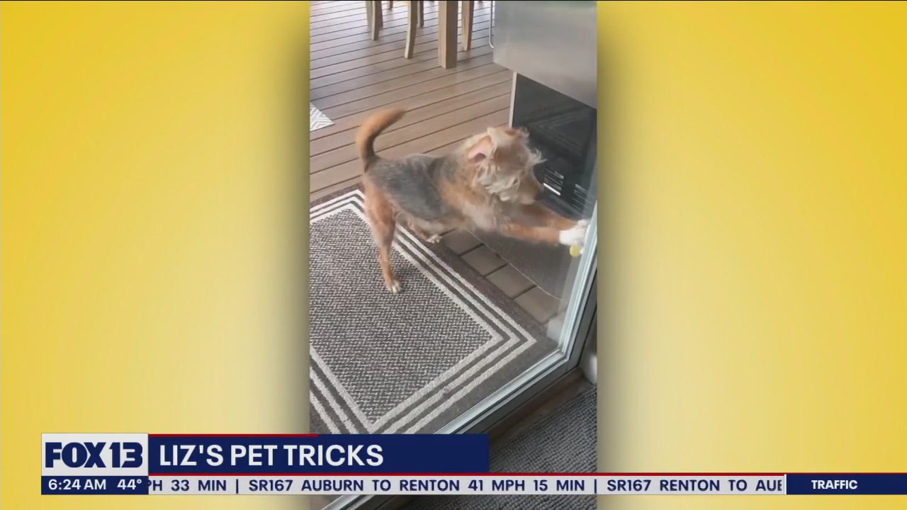 Liz's Pet Tricks for Friday, January 6