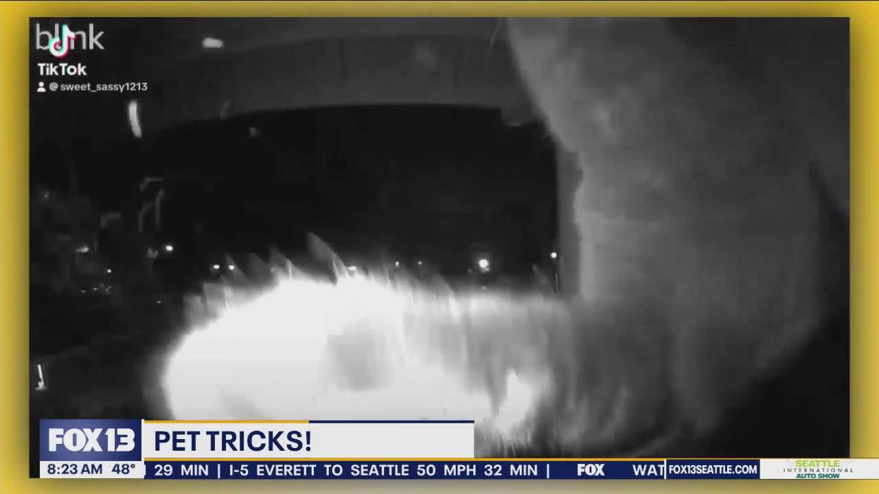 Pet Tricks for Thursday, November 14