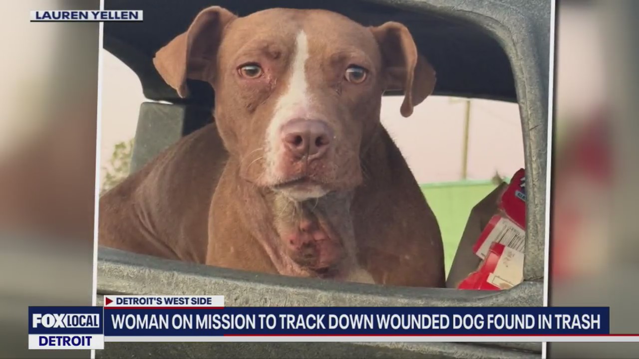 Woman on mission to track down wounded dog found in trash