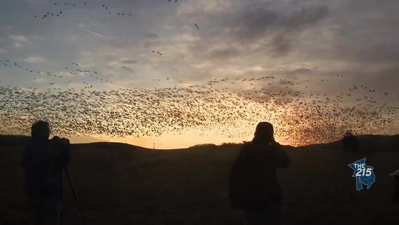 Middle Creek Wildlife Management: Spectators gather to see thousands of geese hit the sky
