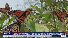 Peak season for monarch butterflies reaches Chicago