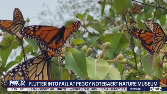 Peak season for monarch butterflies reaches Chicago