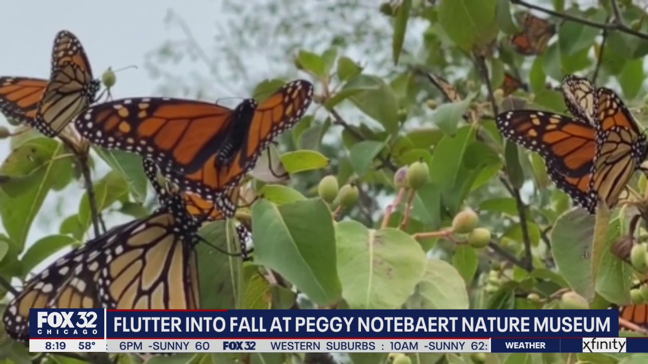 Peak season for monarch butterflies reaches Chicago