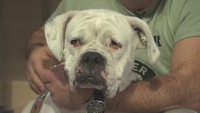 Pet Project: Lollipop from Boxer Rescue LA
