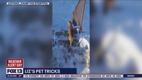 Introducing Liz?s Pet Tricks