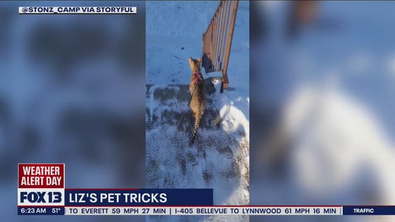 Introducing Liz?s Pet Tricks