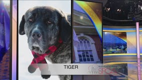 FurEver Home: Feb. 6, 2022