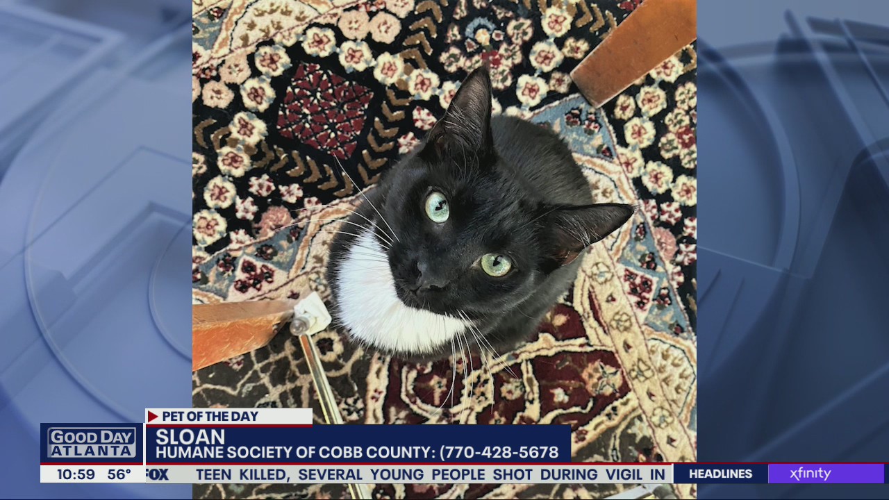 Pet of the Day from the Humane Society of Cobb County