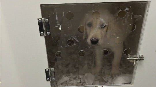 Calls for more retail pet store regulations