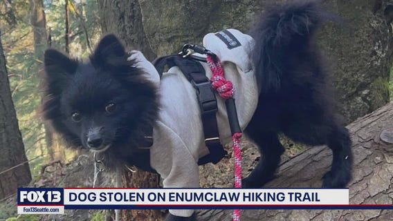 Pet Pomeranian stolen by stranger on popular WA trail