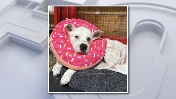 Rescue Me: Meet Poppy