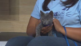 Pet Project: Theon from spcaLA