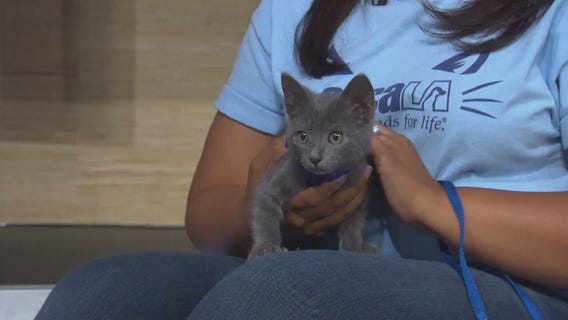 Pet Project: Theon from spcaLA