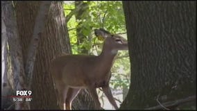 Minnesota DNR outlines plan to manage deer population