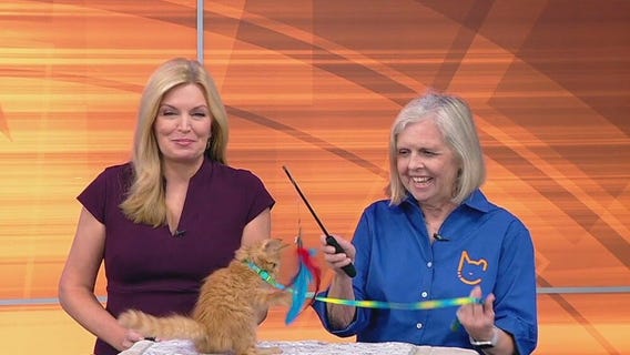 Meet Monarch: Our Pet of the Day