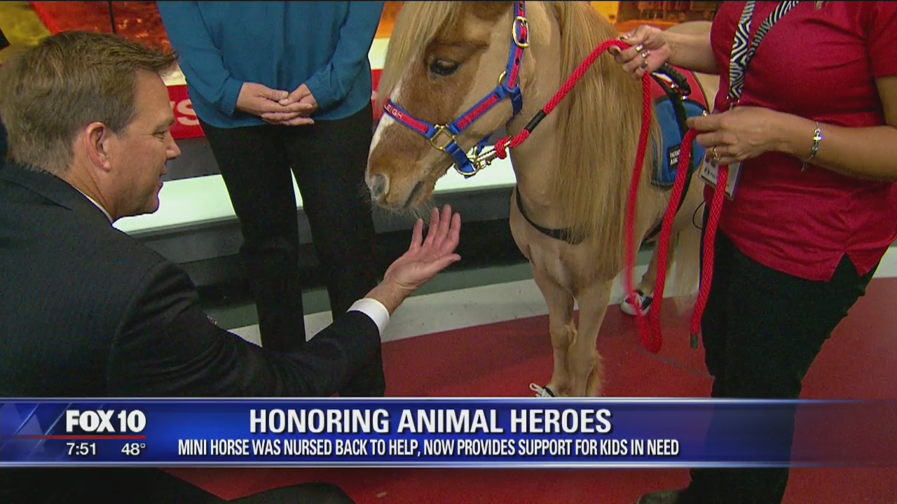 Honoring animal heroes: Raleigh, the mini horse