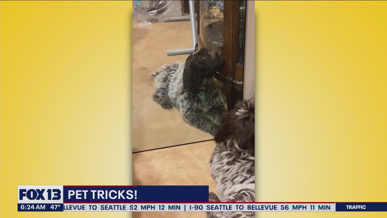 Pet Tricks for Monday, December 4