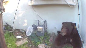 Bear lives rent free in Altadena home