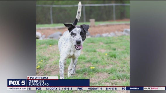 Pets of the Day from Furkids