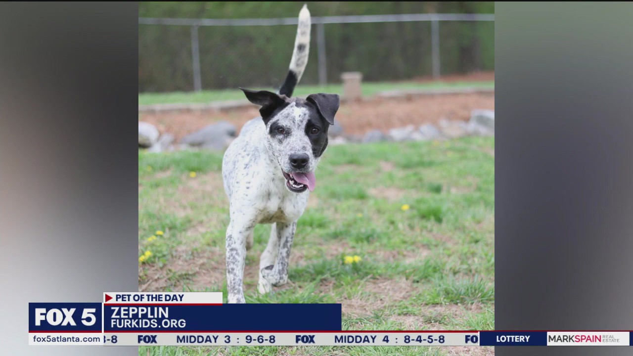 Pets of the Day from Furkids