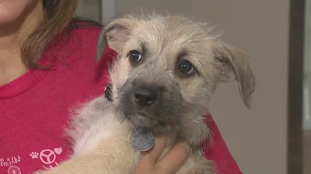 PAWS Chicago hosts annual spring adopt-a-thon