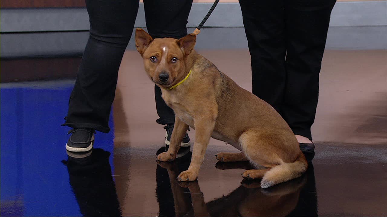 Meet Louise: Our Pet of the Day