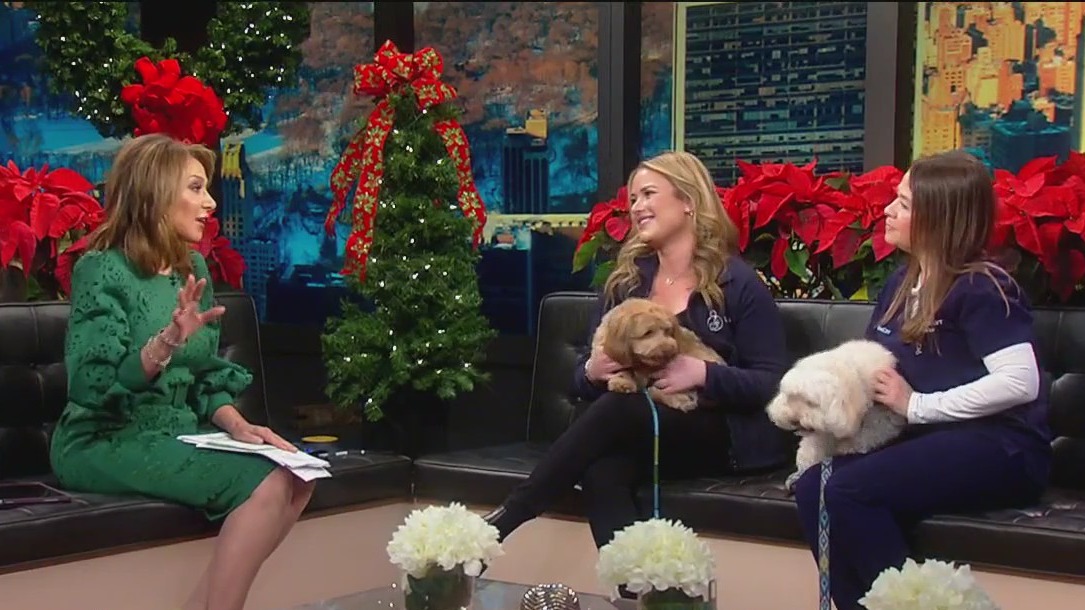 Do?s and Don?ts for pets this holiday season