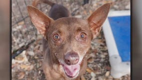 Pet of the Weekend: Tippy