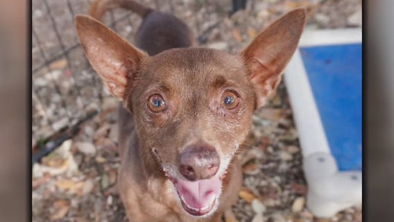 Pet of the Weekend: Tippy