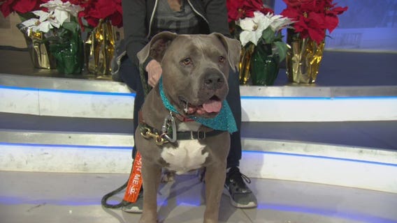Pet Project: Hazel from NKLA