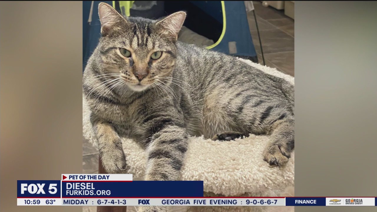 Pets of the Day from FurKids