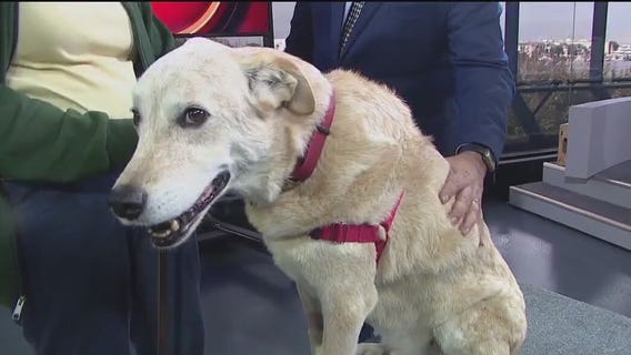 Celebrating Saving Senior Dogs Week with a Petaluma nonprofit