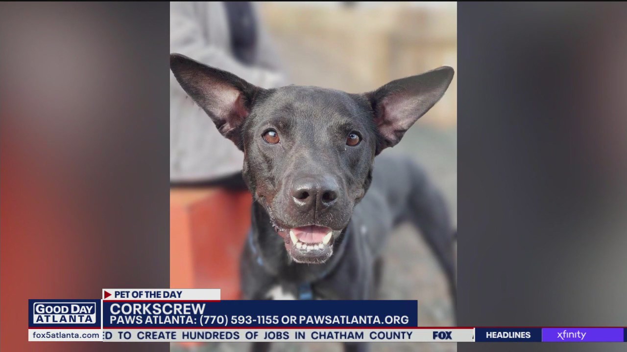 Pet of the Day from Paws Atlanta