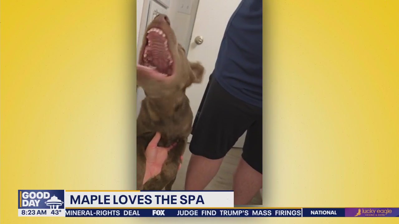 Good Day Pet Tricks for Friday, Feb. 28