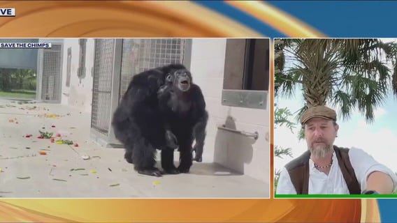 Chimp sees sky for first time after 28 years