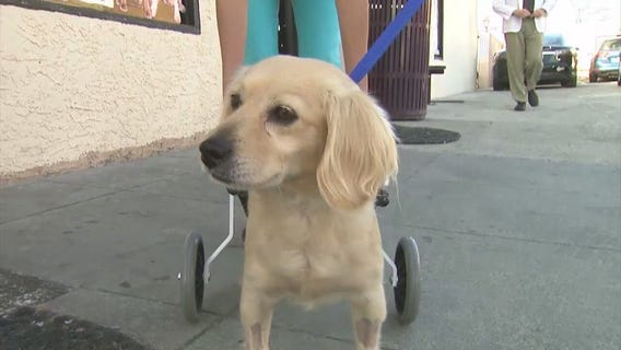 Long Beach woman who rescued handicapped dog is looking for a forever home