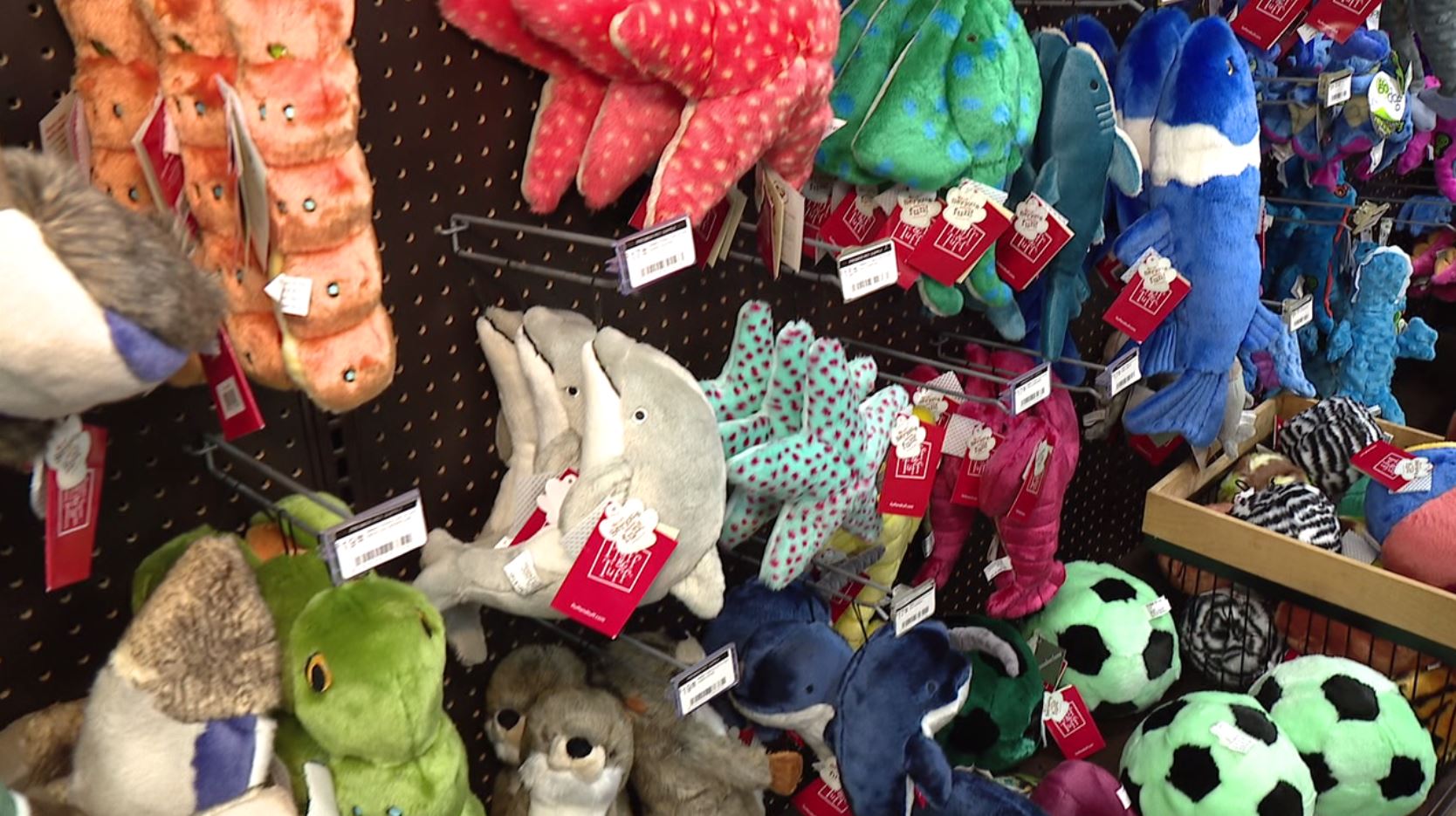 Dog toys for heavy chewers and other fun goodies with Premier Pet Supply