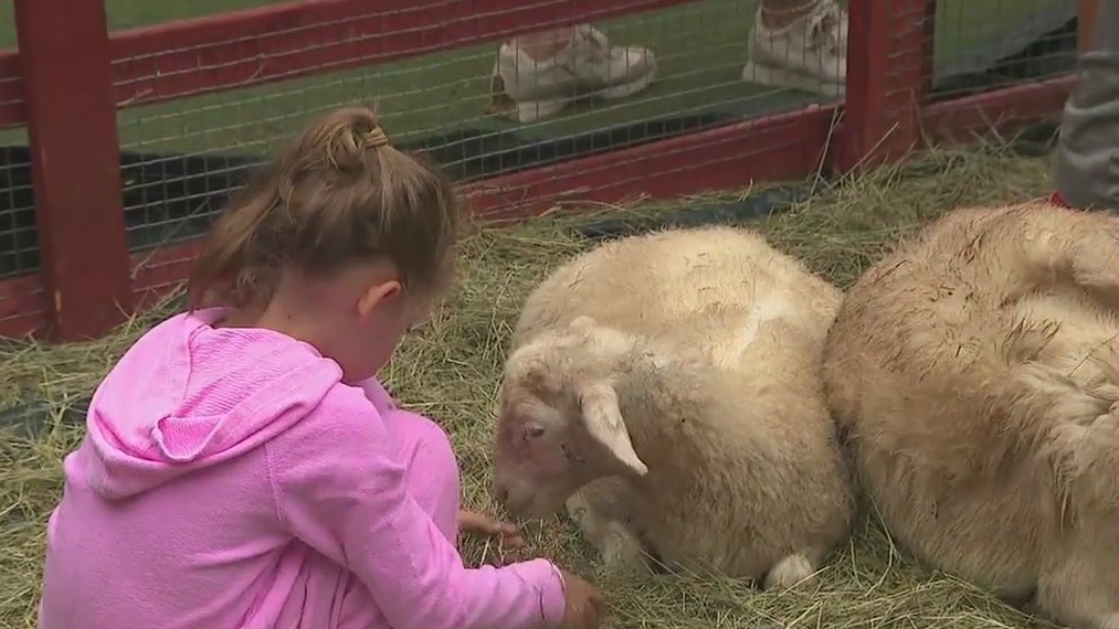 'Party animals' visit the Avalon