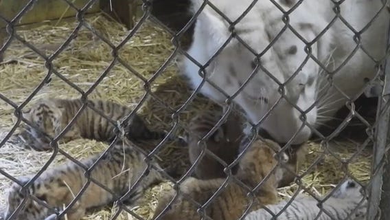 West Bend's Shalom Wildlife tiger cubs welcomed, Goliath mourned