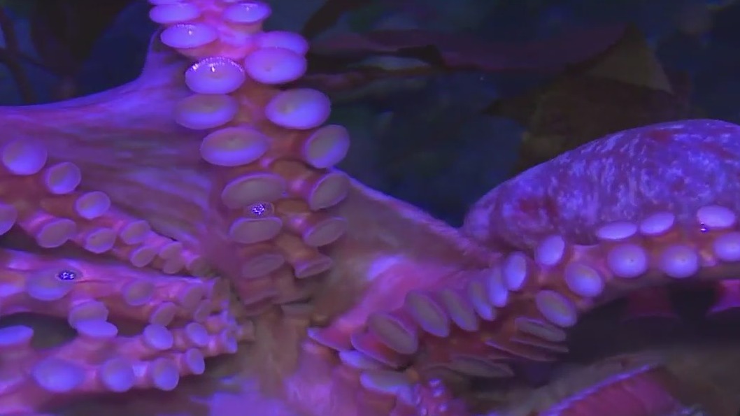 Spring break fun at the Tennessee Aquarium