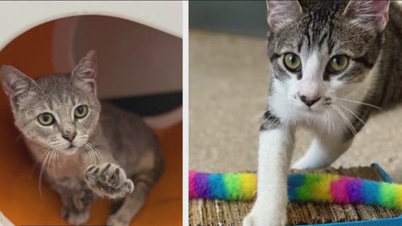 Pets of the weekend: Meet Emma and Ludo