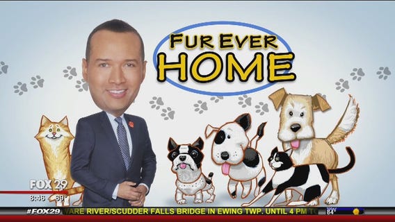 Furever Home: Thomas shows us some pets looking for forever homes
