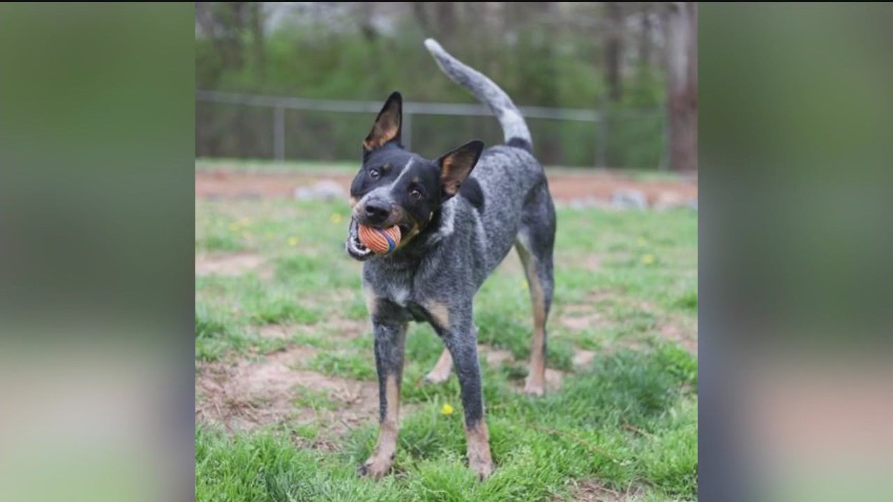 PET OF THE DAY: Maverick