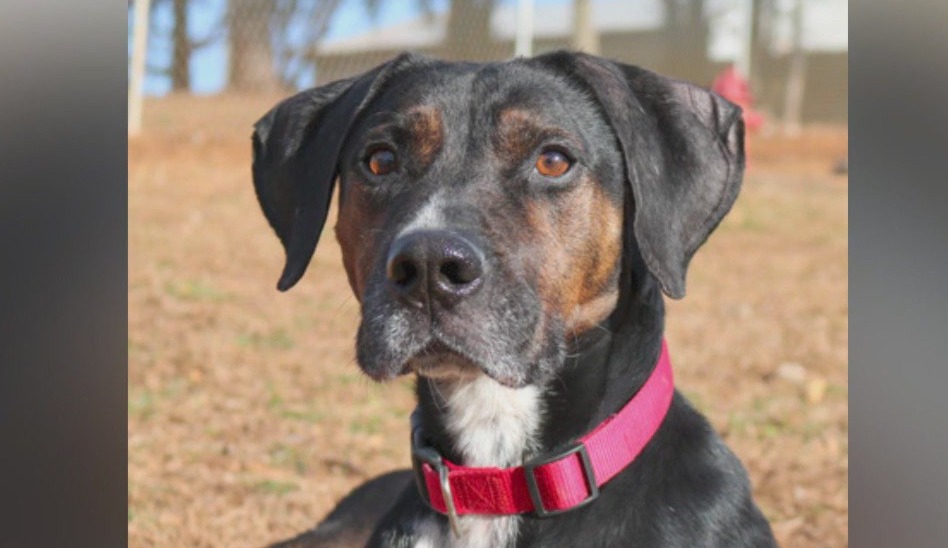PET OF THE DAY: Smiley