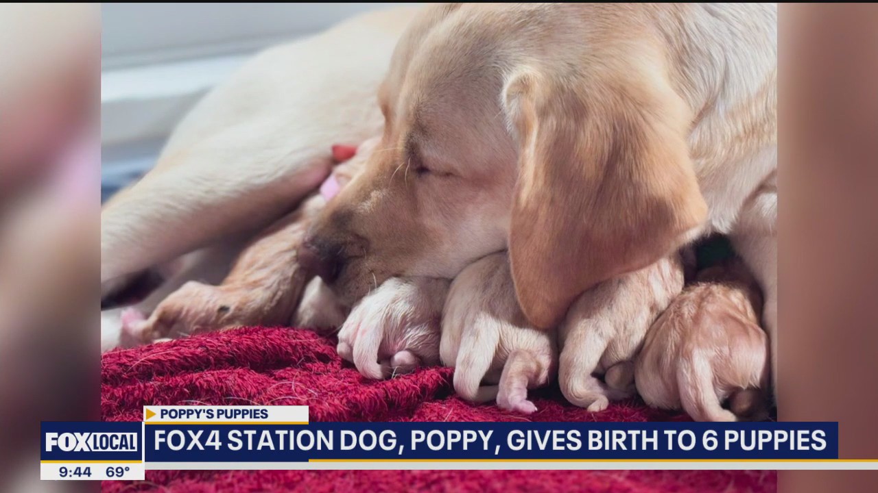 Poppy gives birth to 6 puppies