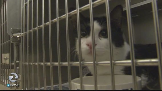 Cats abandoned at Marin shelter