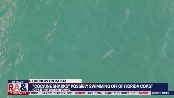 'Cocaine sharks' may be swimming off Florida coast
